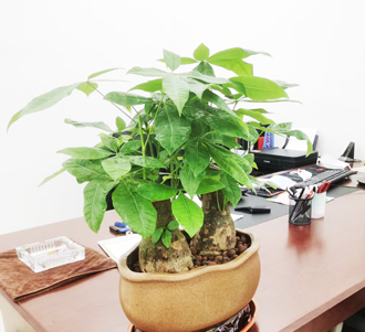 �����̻�����ֲ��